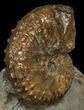 Nice Discoscaphites Gulosus Ammonite Cluster - South Dakota #44017-1